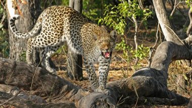 Leopard Killed By Tribal Man: নিজের প্রাণ বাঁচাতে চিতাবাঘকেই মেরে ফেললেন এক ব্যক্তি!