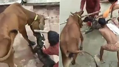 Dog Attack in Kanpur: মানুষের পর এবার গরুকে আক্রমণ পিটবুলের, দেখুন ভিডিও