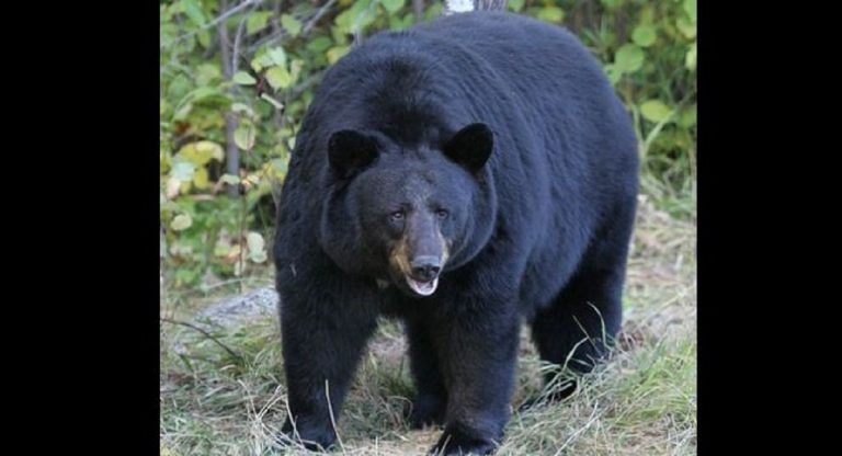 Bear Attack Video: পর্বত আরোহীর উপর লাফিয়ে পড়ল কালো ভল্লুক, দেখুন ভয়ঙ্কর লড়াইয়ের ভিডিয়ো