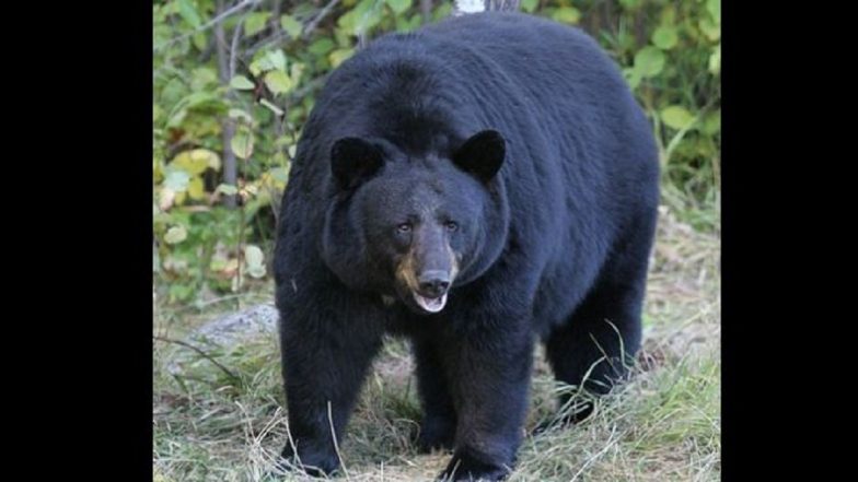 Bear Attack Video: পর্বত আরোহীর উপর লাফিয়ে পড়ল কালো ভল্লুক, দেখুন ভয়ঙ্কর লড়াইয়ের ভিডিয়ো