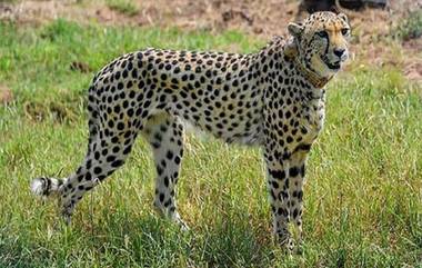 Cheetah Dies In MP: কুনো ন্যাশনাল পার্কে মৃত্যু হল আরও পুরুষ আফ্রিকান চিতার