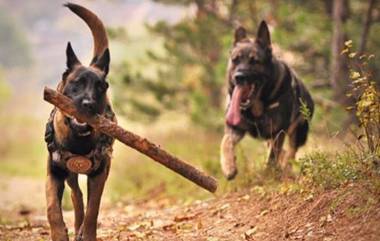 Indian Army Assault Dog Zoom: সন্ত্রাসবাদীদের দুটো গুলি বুকে নিয়েও অপারেশনে সামিল সেনাবাহিনীর প্রশিক্ষিত কুকুর জুম, পশু হাসপাতালে চলছে চিকিৎসা