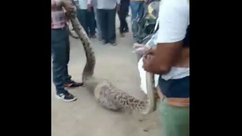 Python Video: ছাগল খেয়ে ধরা পড়ল ১৫ ফুটের বিশালাকার পাইথন, দেখুন ভিডিয়ো