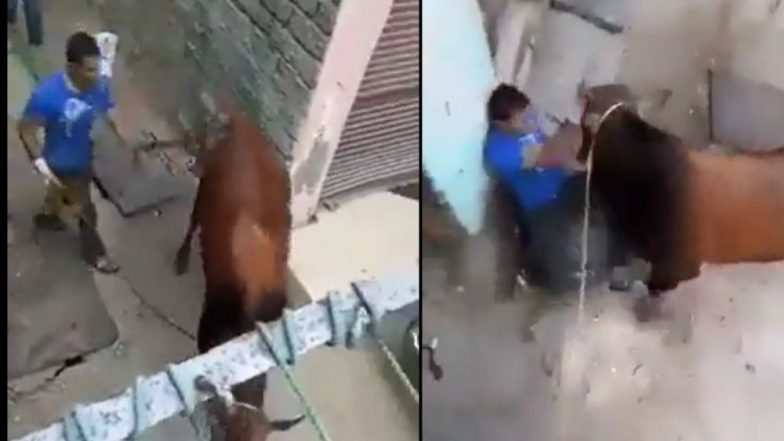 Viral Video: যেকোনো পশুই আপাতদৃষ্টিতে নিরীহ, কিন্তু রেগে গেলে যে ভয়ঙ্কর টের পেলেন এই ব্যক্তি! দেখুন কী ঘটল