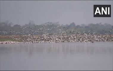 Migratory Birds: জলবায়ু পরিবর্তনের ফল! মরশুমের আগেই অসমে এল পরিযায়ী পাখির দল, ভিডিয়ো