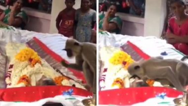 Viral Video: প্রভুর শেষকৃত্যে হাজির বাঁদর, কিছুতেই ছাড়তে নারাজ