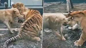 Dog Bites Tiger: বাঘের কান কামড়ে দিচ্ছে কুকুর! দেখুন ভয়াবহ লড়াইয়ের ভিডিয়ো