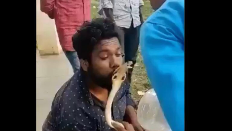 Viral Video: উদ্ধারের পর গোখরো সাপের মাথায় চুম্বন করতে গিয়ে কামড়, ভাইরাল ভিডিও