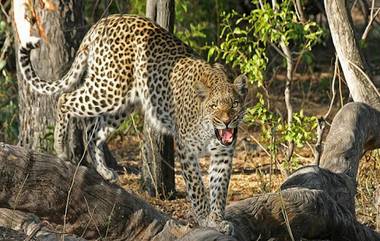 Leopard Attack in Mumbai: চিতাবাঘের আক্রমণে মুম্বইয়ে মৃত দেড়বছরের শিশু