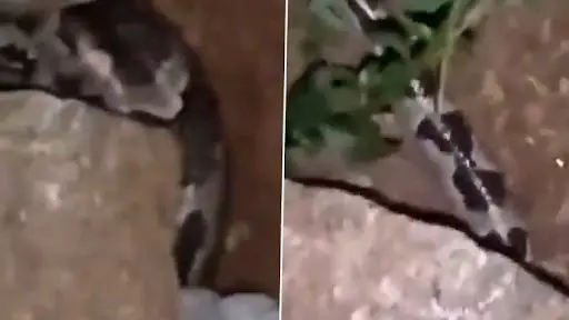 Python Spotted in Graveyard: কবরস্থানে ঘুরে বেড়াচ্ছে বিশালকার পাইথন! দেখুন ভাইরাল ভিডিও