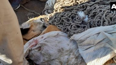 VTR’s 'man-eating' tiger shot dead : ৯ জনকে হত্যার পর গুলিতে খতম বিহারের 'মানুষখেকো' বাঘ