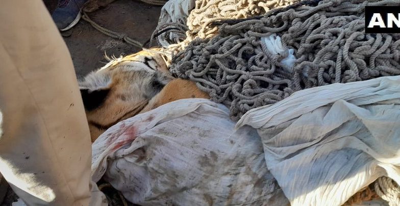 VTR’s 'man-eating' tiger shot dead : ৯ জনকে হত্যার পর গুলিতে খতম বিহারের 'মানুষখেকো' বাঘ