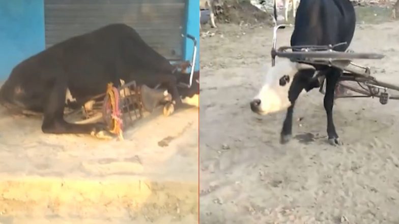 Watch Viral Video: গল্পের গরু গাছে ওঠে আর বাস্তবের গরুর গলায় আটকে যায় সাইকেল ! দেখুন ভাইরাল ভিডিও