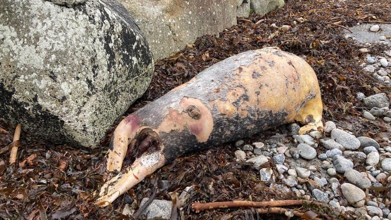Mysterious Sea Creature: আয়ারল্যান্ডের সমুদ্র সৈকতে রহস্যময় সামুদ্রিক প্রাণী, দেহ দেখে বোঝা দায় মাছ না শূকর !  ( দেখুন ছবি)
