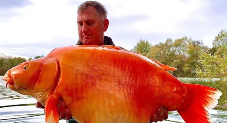 The World’s Largest Goldfish: যুক্তরাষ্ট্রের মৎস শিকারির জালে বিশ্বের বৃহত্তম গোল্ডফিশ, দেখুন সেই ছবি