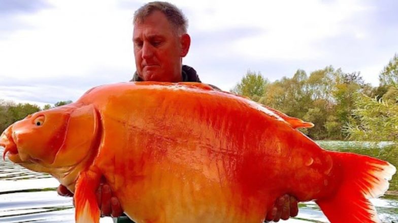 The World’s Largest Goldfish: যুক্তরাষ্ট্রের মৎস শিকারির জালে বিশ্বের বৃহত্তম গোল্ডফিশ, দেখুন সেই ছবি