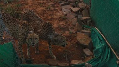 Project Cheetah: নামিবিয়া থেকে আনা ২টি চিতাকে ছাড়া হল কুনো জাতীয় উদ্যানে, টুইটে উচ্ছ্বাস প্রকাশ প্রধানমন্ত্রীর