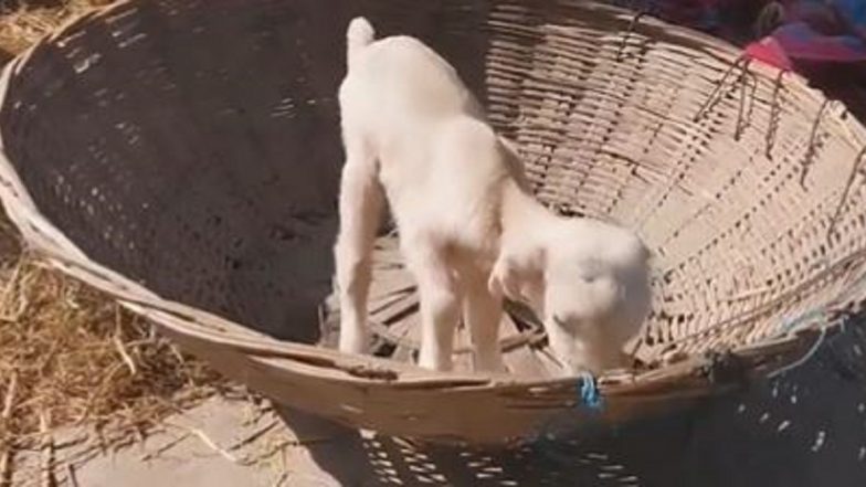 Viral Video: সারমেয় সন্তান হলেও দেখতে অবিকল ছাগল ছানা, ভাইরাল ভিডিয়ো