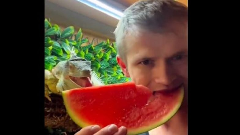 Viral Video: পোষ্য গোসাপের সঙ্গে তরমুজ ভাগ করে খাচ্ছেন, ভাইরাল ভিডিয়ো