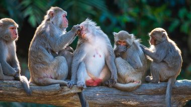 Monkey Attack: ঘুমন্ত অবস্থায় হনুমানের আক্রমণ, ছাদ থেকে পড়ে মৃত কৃষক