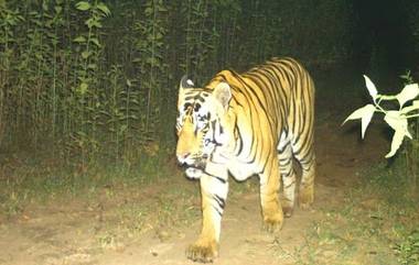 Chhattisgarh: উদন্তি সীতানদী টাইগার রিজার্ভের  ট্র্যাপ ক্যামেরাতে ধরা পরল নতুন বাঘের ছবি (দেখুন সেই ছবি)