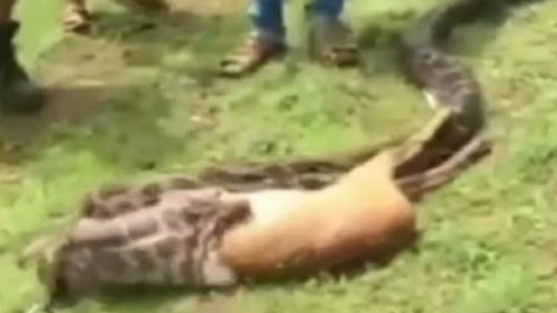 Viral Video: গোটা হরিণ গিলে ফেলল পাইথন, দেখুন ভিডিয়ো