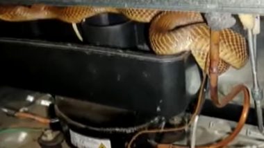 Viral Snake Video: রেফ্রিজেটারে জড়িয়ে একটি সাপ, বন দফতরের সহায়তার সাপ উদ্ধার কর্ণাটকের তুমাকুরু গ্রামে