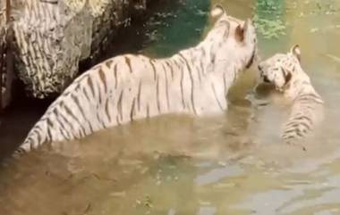 Mumbai: মুম্বইয়ের বাইকুল্লা চিড়িয়াখানায় গরমে পশুদের জন্য বিশেষ ব্যবস্থা