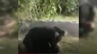 Viral Video: জঙ্গলের মাঝে ভালুকের অতর্কিতে আক্রমণ, তামিলনাড়ুর টেনকাসির বনে গুরুতর আহত তিন (দেখুন ভিডিও)