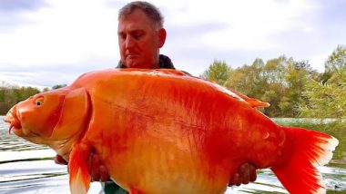 World’s Largest Goldfish: বিশ্বের বৃহত্তম গোল্ডফিস, ওজন ৩১ কেজি, রেকর্ড বুকে ‘দ্য ক্যারট’