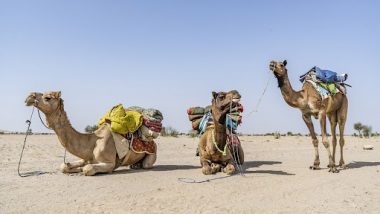 Camel Flu Infection: বিশ্বকাপের মঞ্চ থেকে ছড়াতে পারে মারাত্মক ‘ক্যামেল ফ্লু’, দুশ্চিন্তা বাড়ছে বিশেষজ্ঞ মহলে