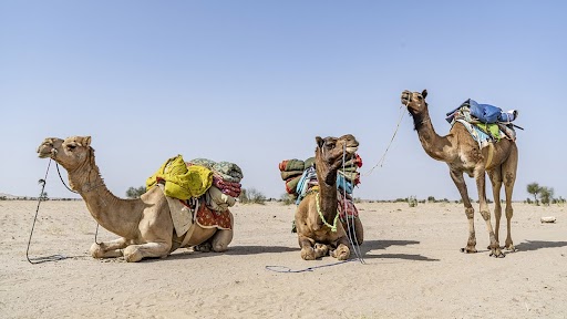Camel Flu Infection: বিশ্বকাপের মঞ্চ থেকে ছড়াতে পারে মারাত্মক ‘ক্যামেল ফ্লু’, দুশ্চিন্তা বাড়ছে বিশেষজ্ঞ মহলে