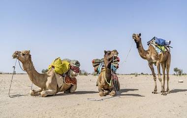 Camel Flu Infection: বিশ্বকাপের মঞ্চ থেকে ছড়াতে পারে মারাত্মক ‘ক্যামেল ফ্লু’, দুশ্চিন্তা বাড়ছে বিশেষজ্ঞ মহলে