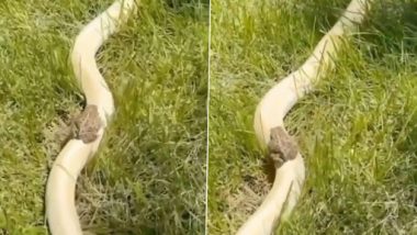 Frog Rides On Snake: সাপের পিঠে চড়ে ঘুরছে ব্যাঙ, বিরল দৃশ্যে হতভম্ব নেটাগরিক