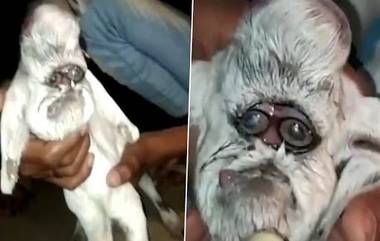 Goat Born With Human Like Face: ভেড়ার দেহে মানুষের মুখ, ভাইরাল ভিডিয়ো নিয়ে শোরগোল নেটপাড়ায়