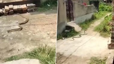 Snake Funny Video: জুতো চুরি করে পালাচ্ছে সাপ! কাণ্ড দেখে হাসির রব নেটপাড়ায়, দেখুন ভিডিয়ো