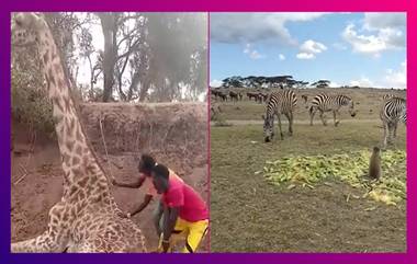 Kenya Drought: কেনিয়ায় তীব্র খরা, মৃত্যু বহু পশুর