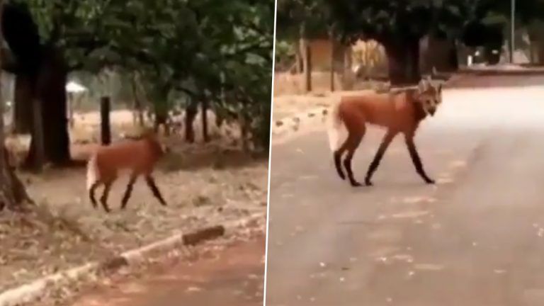 Viral Video: শিয়ালও নয় নেকড়ে নয়! ব্রাজিলের রাস্তায় এ কোন পশু! দেখুন ভিডিও