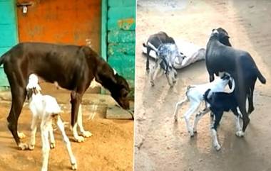 Dog Feeds Milk: মায়ের মমতা! অনাথ ছাগল শিশুদের দুধ খাওয়াচ্ছে কুকুর, দেখুন ভিডিয়ো