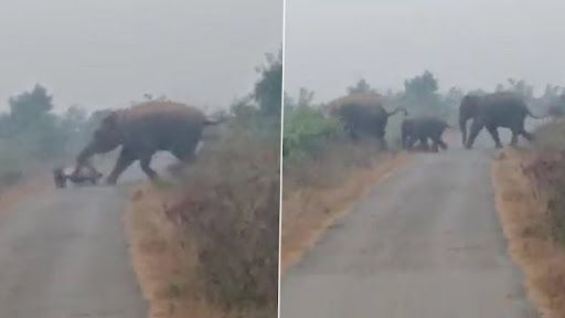 Wild Elephant: রাস্তায় দাঁড় করানো বাইককে লাথি মেরে ফেলে দিল গজরাজ, মজাদার ভিডিয়ো