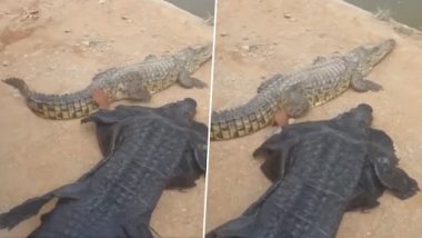 Crocodile: কুমিরের ছদ্মবেশে জলজ্যান্ত কুমিরের পা ধরে টানছেন এক ব্যক্তি, দেখুন ভিডিয়ো