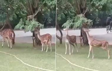 Monkey Helps Deer: বন্ধুত্বের নজির! ভিডিয়োতে দেখুন ক্ষুধার্ত দুটি হরিণকে খেতে সাহায্য করছে বাঁদর