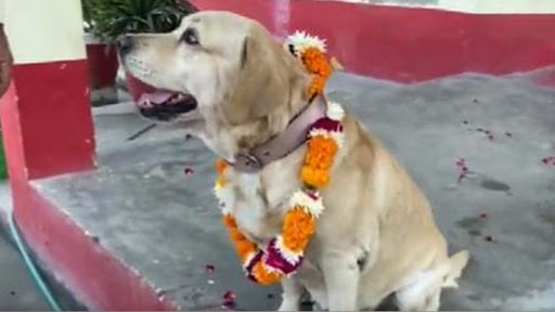 RPF's Dog Don: আগাম অবসরের পরেও মিলল না রেহাই! দক্ষ 'ডন'-কে নিলামে চড়াল RPF