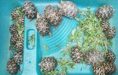 Rare Tortoise Video: বিরল স্টার ব্যাক প্রজাতির কচ্ছপ পাচারের চেষ্টা, গ্রেপ্তার অভিযুক্ত নাদিম শেখ