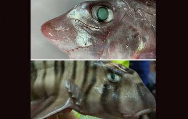 Mysterious Sea Creatures: সমুদ্রের গভীরে দেখা মিলল অদ্ভুত প্রজাতির নতুন হাঙরের, ছবি দেখলে ভয় পাবেন অনেকেই!