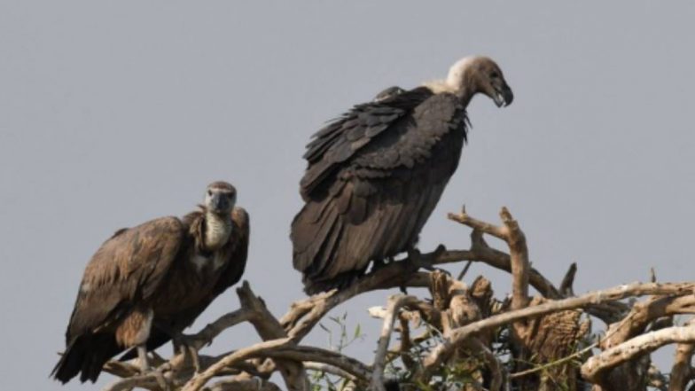 Ahmedabad: মোদীর রাজ্যের রাজধানী শকুন শূন্য