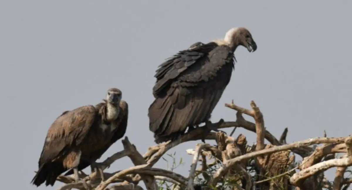 Ahmedabad: মোদীর রাজ্যের রাজধানী শকুন শূন্য