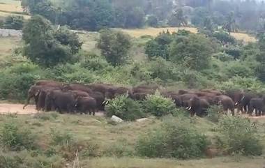 Elephant: লাইন ভেঙে চলে যাওয়া বাচ্ছা হাতিদের নিয়ম শেখাচ্ছে সিনিয়র! দেখুন মজার ভিডিয়ো