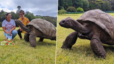 World's Oldest Tortoise: ১৯০ বছরে বিশ্বের দীর্ঘজীবি কচ্ছপ জোনাথন, কেক কেটে পালন করা হল জন্মদিন (দেখুন ছবি)