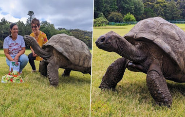 World's Oldest Tortoise: ১৯০ বছরে বিশ্বের দীর্ঘজীবি কচ্ছপ জোনাথন, কেক কেটে পালন করা হল জন্মদিন (দেখুন ছবি)